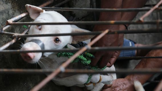 Perdagangan Daging Anjing di Kupang Berakhir, Upaya Tekan Rabies NTT Diperkuat