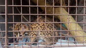 Vendeur d’animaux sauvages protégés dans la garut arrêté par la police, menacé de 5 ans et une amende de 100 millions de roupies