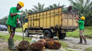 Menteri Teten Yakin Keberadaan Minyak Makan Merah akan Sejahterakan Petani