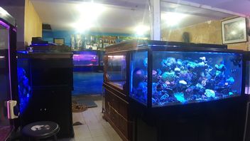 ハイプ海水魚を含む水族館を作成する方法