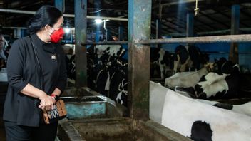 Puan Monitors Cattle Vaccination In Pasuruan, Where More Than 2,500 Are Infected With PMK