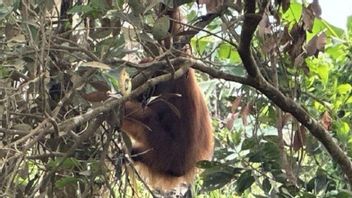 Found In Sawit Gardens, Orang Utan Who Moved To Ketapang Nature Reserve Monitored 24 Hours