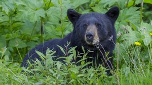 Salah Tembak saat Hendak Mengusir Beruang, Dua Pria Bersaudara di Amerika Serikat Tewas