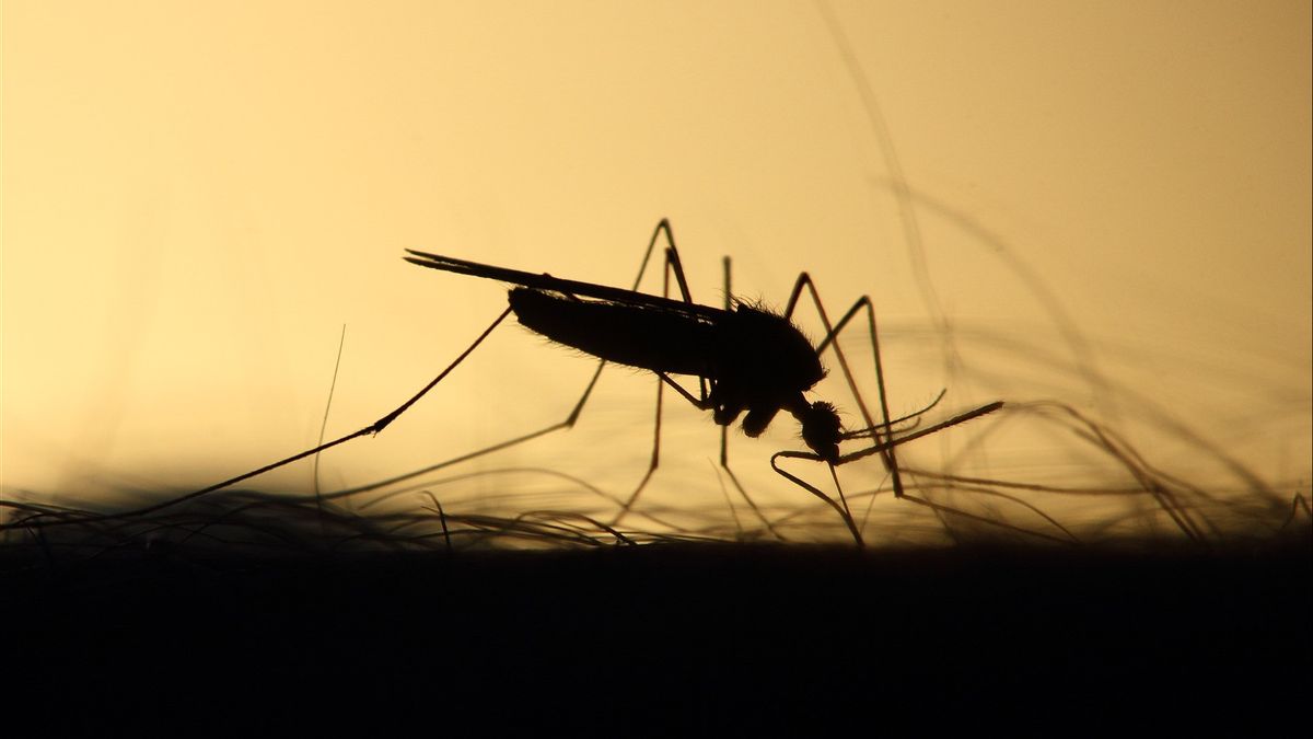 Avertissement Pour Les Résidents Du Sud De Sumatra, Entrant Dans L’alerte De La Saison Des Pluies DBD