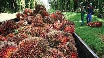 GAPKI: Palm Oil Production In March Improves, Stock Increases