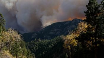 新しいGoogleマップ機能は、世界中の森林火災の場所を見ることができます