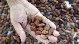 Impor Kakao Melonjak, Produksi Dalam Negeri Belum Mampu Mengimbangi