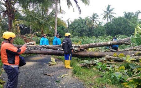 Hujan Es Disertai Angin Kencang Landa Sleman, Puluhan Pohon Tumbang, Belasan Rumah Rusak