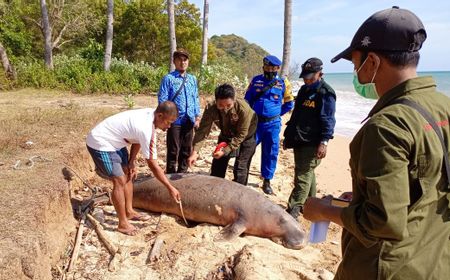 KKP dan Masyarakat Tangani Dugong Terdampar di Bawean