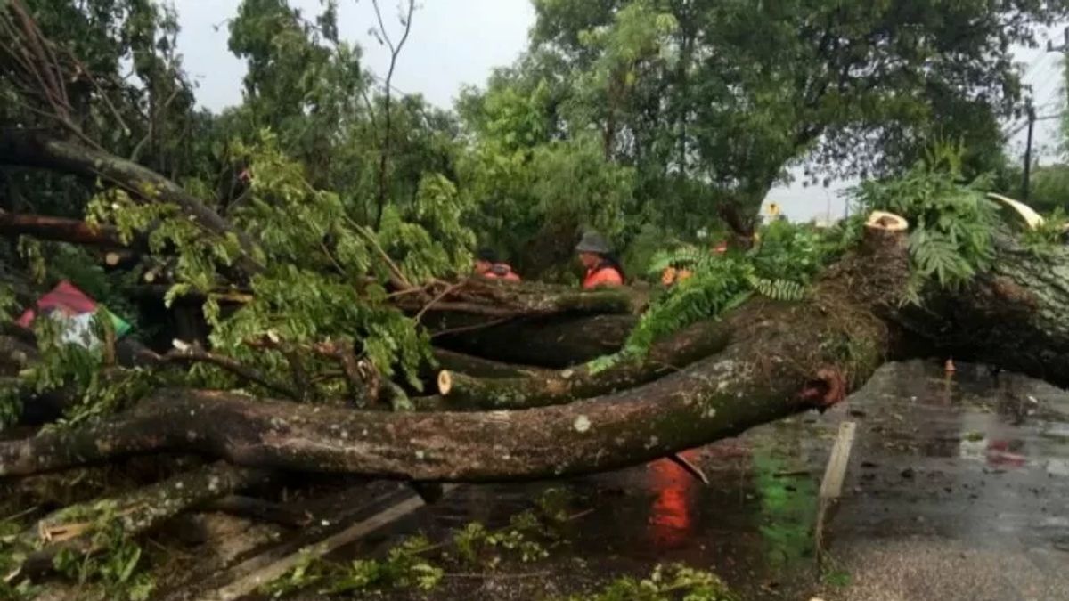 タンゲランの雨の間に倒れた3本の木、ハラウ道路への電気ポールティンパ