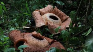 Dua Bunga Rafflesia Arnoldi Mekar di Ulu Manna Bengkulu Selatan