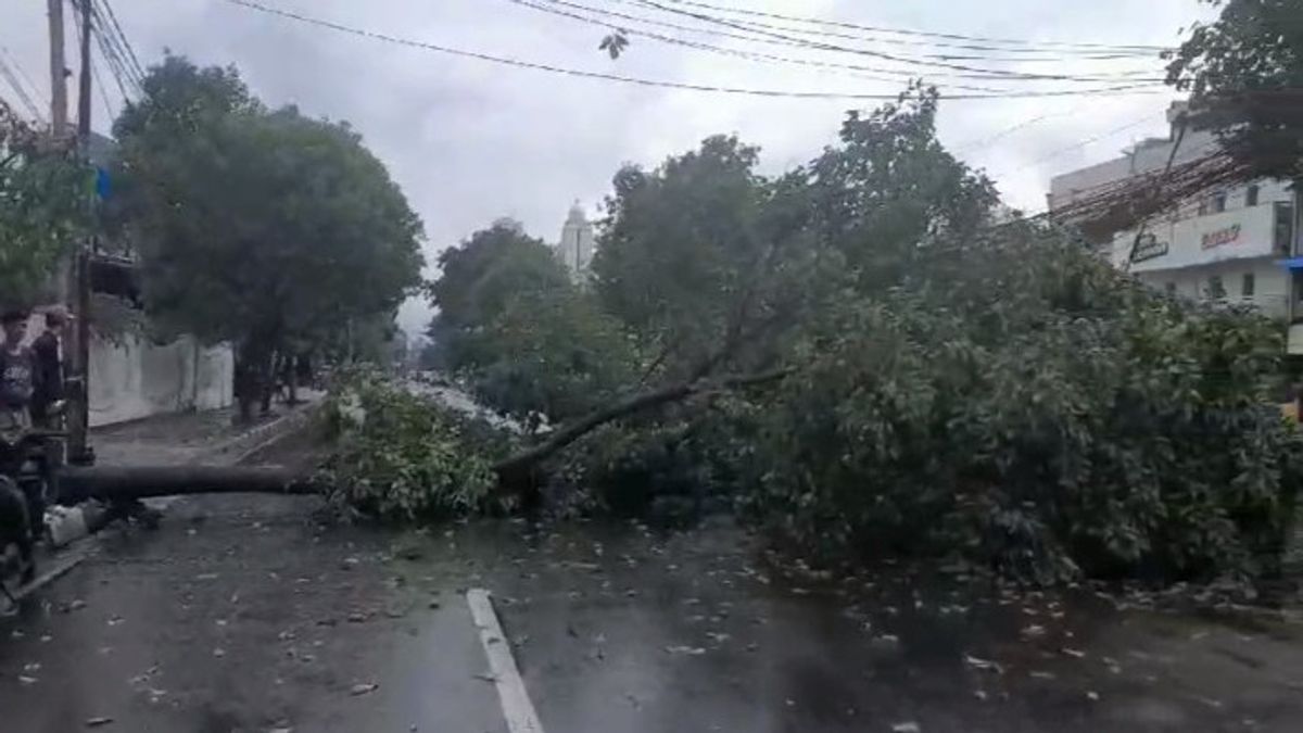 Sebanyak 44 Pohon Tumbang di Jakpus, Warga Bisa Klaim Jika Alami Kerugian