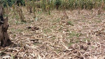 亚齐再也的玉米作物破坏的野生象群