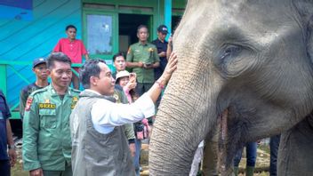 Kemenhut Bakal Bangun Koridor Hubungkan Habitat Gajah di Bentang Seblat