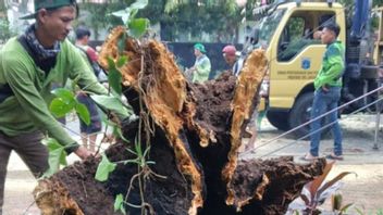 Central Jakarta Park And Forest Sub-Department Budgeted A Tree Root Health Detection Tool
