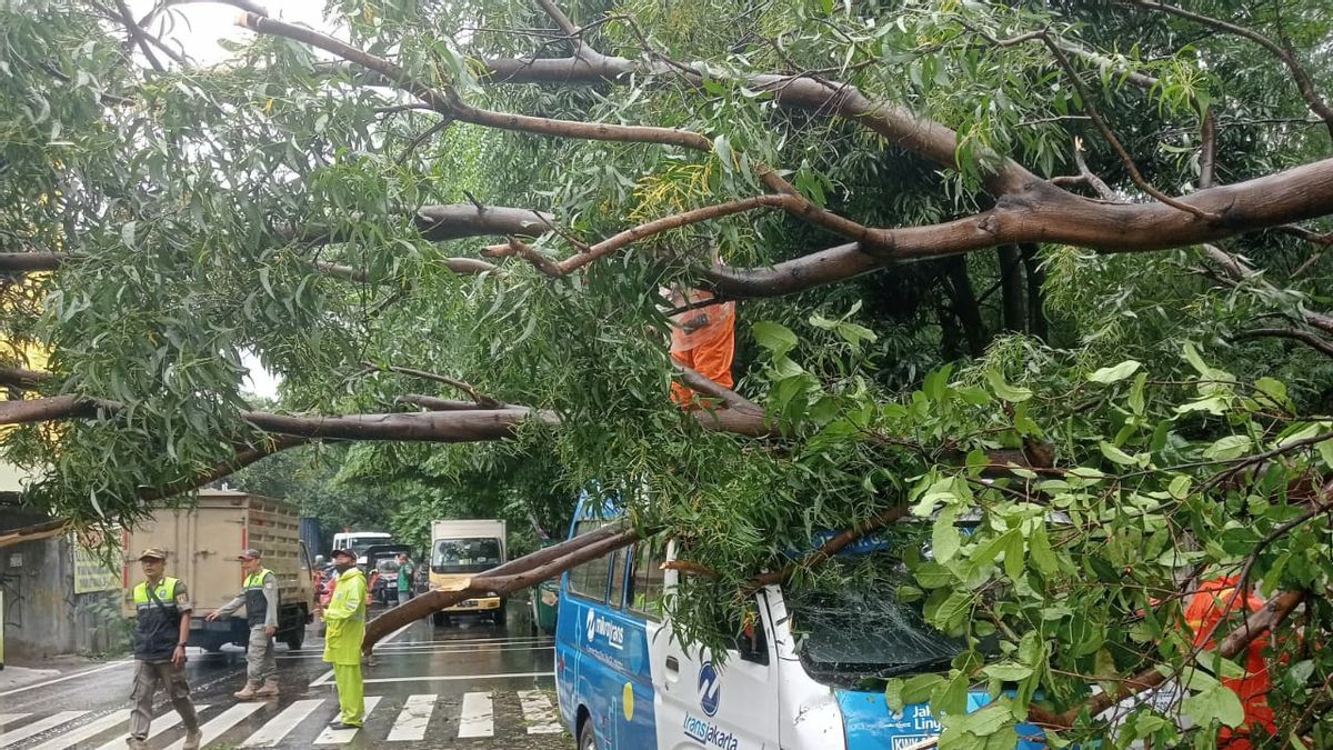 Fallen Tree Overtakes JakLingko Car In Cakung