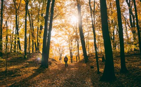 Mengenal Forest Bathing yang Mampu Jaga Kesehatan Mental, Manfaat, dan Cara Melakukannya