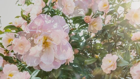 5 Camellia Flower Facts, Coco Chanel Favorite Flower