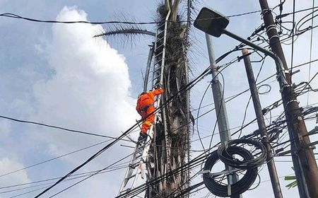 Pemadam Kebakaran Jaksel Evakuasi Kucing Kampung yang Terjebak  Selama 3 Hari di atas Pohon Aren