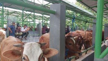 Again, One Cow Reported Positive For Mouth And Nail Disease In Kulon Progo