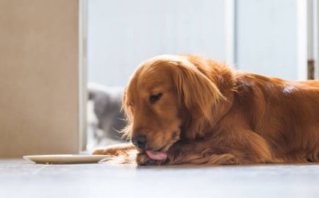 7 Alasan Kenapa Anjing Suka Menjilati Kakinya, Masalah Kesehatan Jadi Sebab Utama