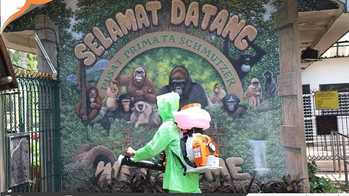 Bonne Nouvelle Pour Les Jakartans, Le Zoo De Ragunan Rouvre Ses Portes Ce Samedi, Mais ...