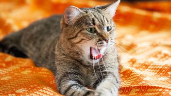 Pemilik Kucing Harus Tahu, Ini 7 Penyebab Kucing Bersin Terus-menerus