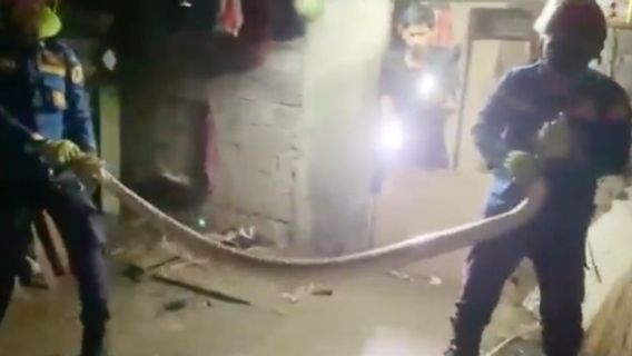Petugas Evakuasi Ular Piton Sepanjang 5 Meter dan Ular Kobra Bersarang di Rumah Warga
