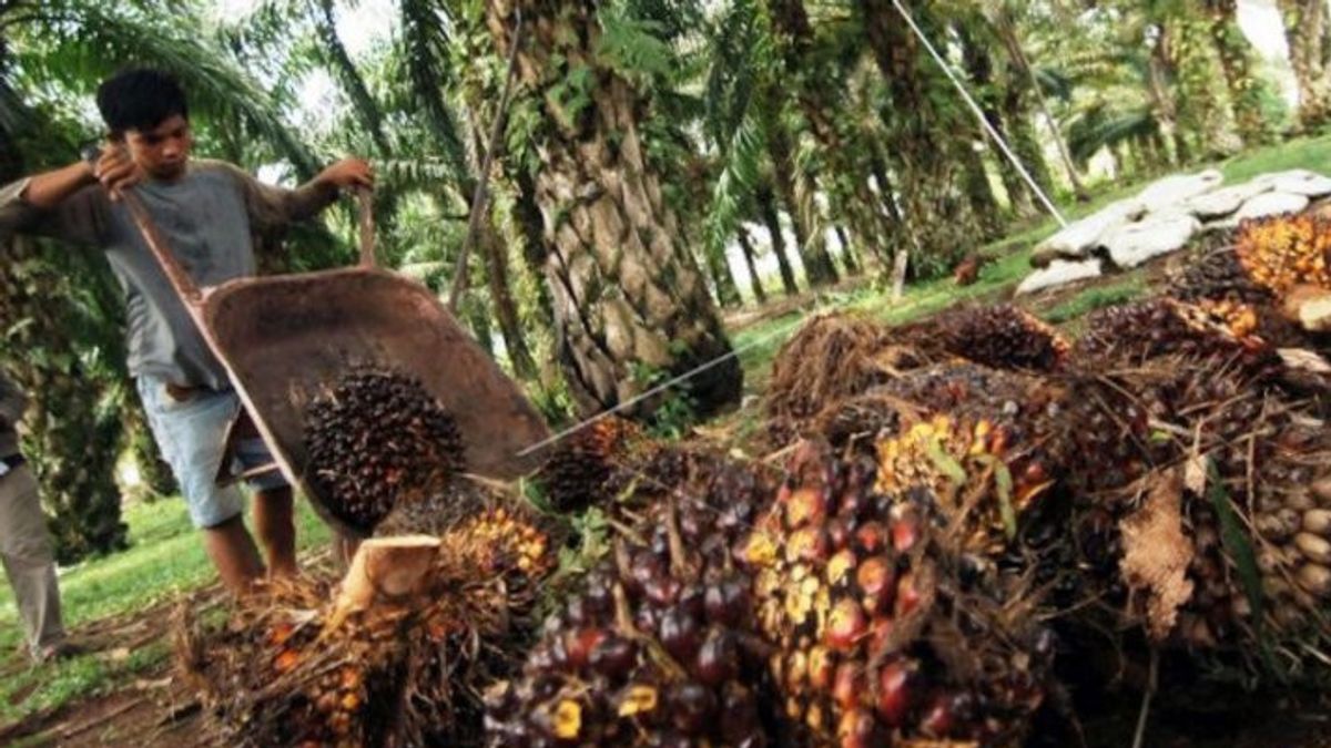Ministry Of Agriculture Calls Potential Rejuvenation Of People's Palm Oil Capai 1 Million HA