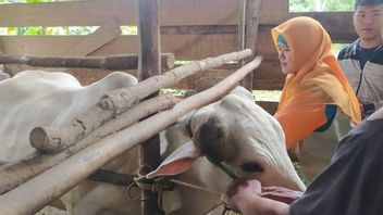 500 Animals In The Oku Regency Government Immediately Prevent Mouth Disease And Kuku