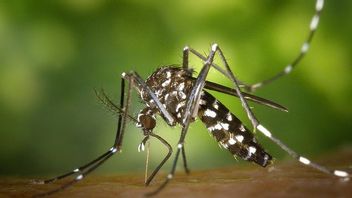 Beware, Dengue Fever Threatens Jakarta In The Rainy Season