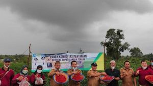 Pemkab Bangka Tengah Siapkan Lahan Budidaya Cabai Merah Selaus 30 Hektare, Petani Siap-siap!