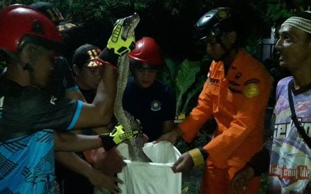 Sering Memangsa Ayam Milik Warga, Ular Sawa 4 Meter Dievakuasi DPKP Palangka Raya