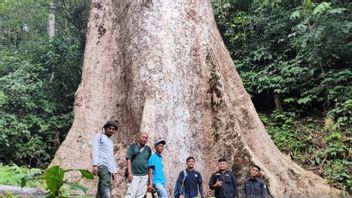 世界上最大的树之一是在印度尼西亚，这里是信息
