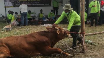 Ahead Of Eid Al-Adha 2022, A Total Of 1,749 Livestock In Garut Recover From Mouth And Nail Disease