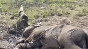 Anak Gajah Liar Ditemukan Mati Diduga Terkena Jerat di TN Tesso Nilo