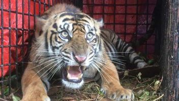 一只老虎在南亚齐的土地上进入陷阱