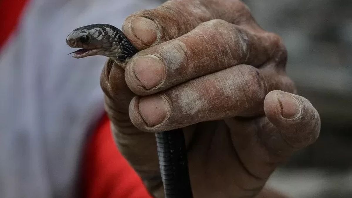 Balita Tewas Digigit King Kobra Usai Masukan Tangannya ke Dalam Lubang