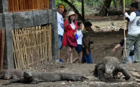 Zona Rimba, Wisatawan Dilarang Terbangkan Drone di Pulau Kalong Taman Nasional Komodo