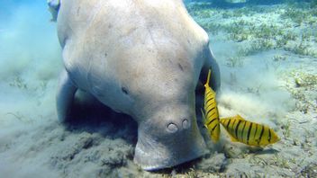 Taking A Role In Maintaining The World Climate, Dugong Is In Fact Endangered