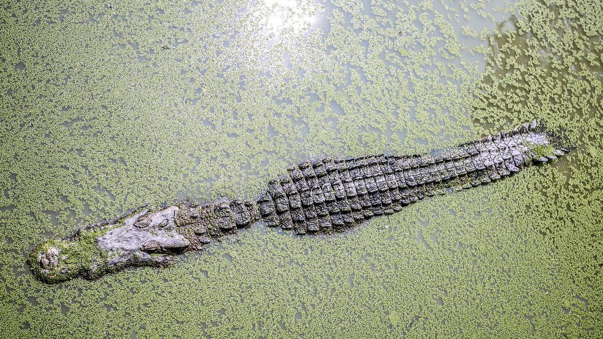 Sikabau River Murky, Efforts De Recherche Pour Les Victimes Masculines Attaquées Par Des Crocodiles Lorsque L’ablution Est Limitée 