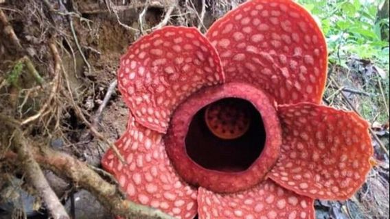 Kabar Baik, Rafflesia Gadutensis Mekar di Sungai Gambir Sako Tapan, Sumatera Barat