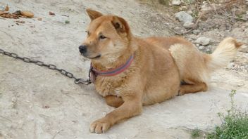 韓国の犬肉農場から救出された100匹以上の犬