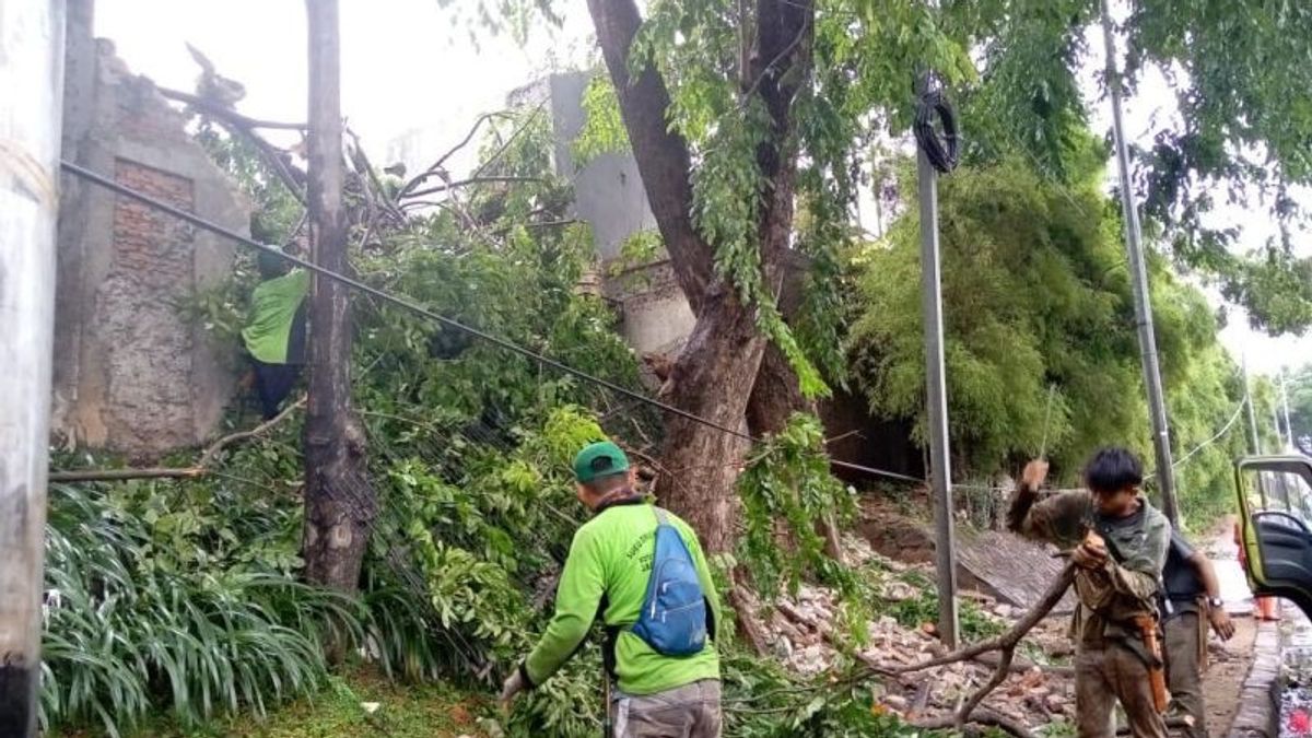 13 Fallen Trees In Central Jakarta Hit By Strong Wind