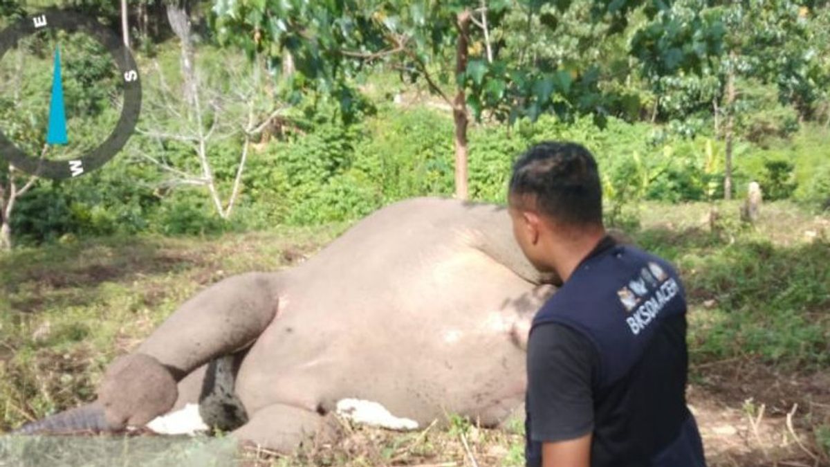 This Young Female Elephant Was Found Dead In Central Aceh