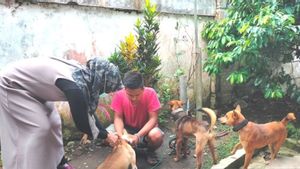 7 Warga di Rejang Lebong Bengkulu Digigit Anjing Liar, Alami Luka di Sekujur Tubuh