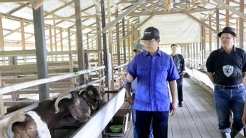 Deputy Governor Of Kaltara Hands Over Goat Bibit Assistance