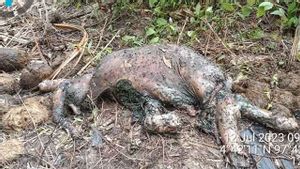 Bayi Gajah Sumatra Ditemukan Mati di Perkebunan Aceh Timur