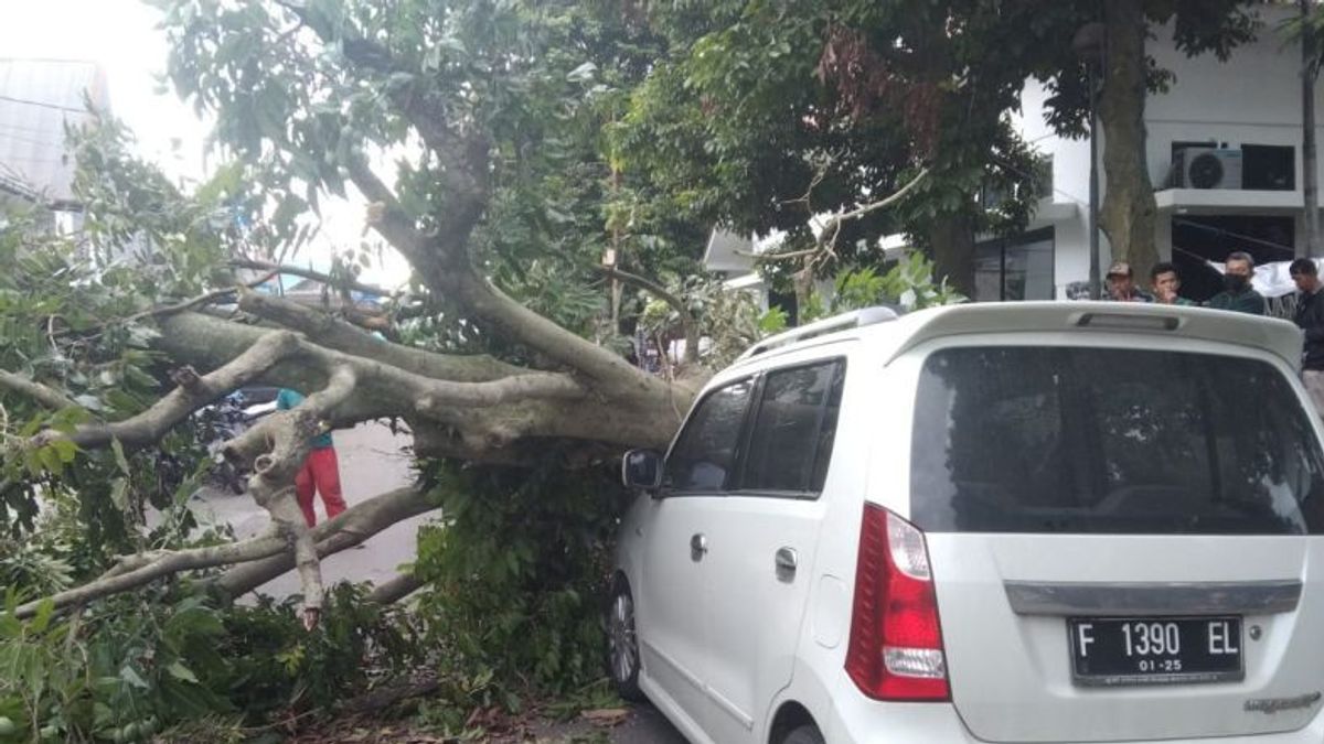 Pohon Tumbang Timpa Satu mobil di Bogor