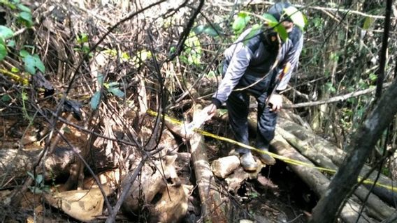 雌象被发现死在木库穆科， 肥皂与毒药混合